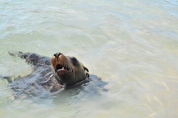 Fototapeta premium Galapagos Sea Lion Playing