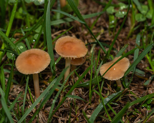Three small amber mushrooms glisten with morning dew, set against the vibrant green of a lush...