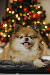 Adorable pomeranian puppy under christmas tree purebred spitz