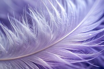 Obraz premium Close-Up of a Delicate Lavender to White Feather with Intricate Barbs Against Light Gray Background