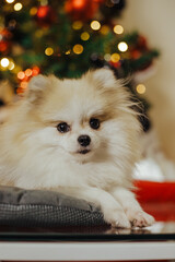Adorable pomeranian puppy under christmas tree purebred spitz