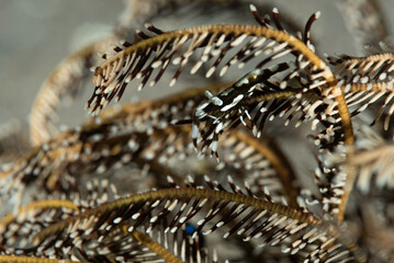 Gamberetto pulitore, Laomenes amboinensis, mimetizzato con la stessa livrea del crinoide ospite 