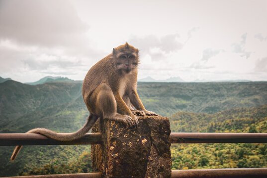 A curious monkey perched on a stone with lush green mountains in the background, creating a serene natural scene.