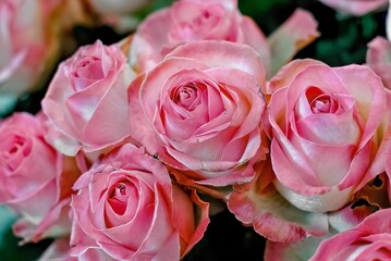 Close-up of delicate pink roses with soft petals arranged in a romantic and elegant floral composition.