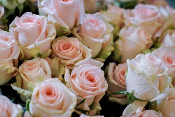 Delicate blush-colored roses with light green edges arranged closely together, creating a soft and romantic floral display.