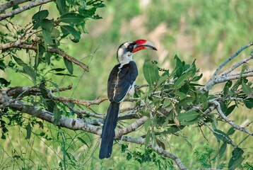 A Von der Decken's hornbill perched on a branch with vibrant green foliage in the background.