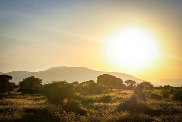 Golden sunset over a lush savanna landscape with distant mountains in the background.