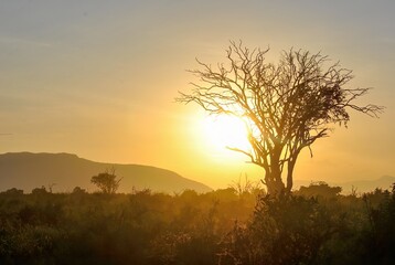 Fototapeta premium A silhouette of a tree against a vibrant sunrise, casting golden hues over the savanna landscape.
