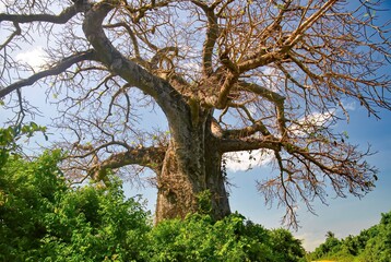 Close-up view of a massive baobab tree with thick branches and green leaves against a bright blue sky.