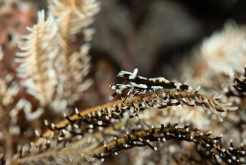 Gamberetto pulitore, Laomenes amboinensis, mimetizzato con la stessa livrea del crinoide ospite 