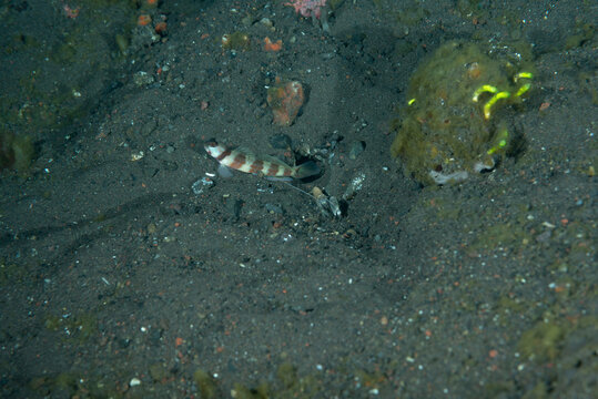 Ghiozzo dei gamberetti, Amblyeleotris wheeleri, con  gamberetto giallo