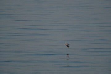 Seagull flying in the blue sea water. Seagull on the water.