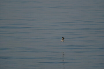 Seagull flying in the blue sea water. Seagull on the water.