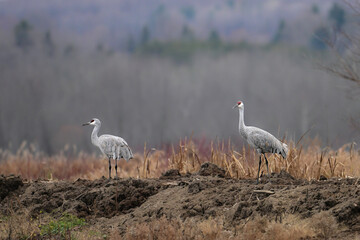 Two Sandhill Cranes standing in an autumn field 