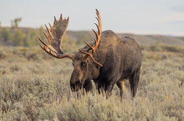 Bull Moose in the rut in Grand Teton National Park Wyoming in Autumn