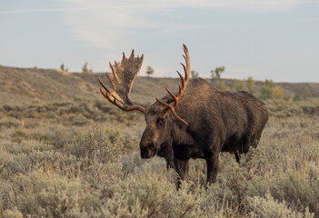 Bull Moose in the rut in Grand Teton National Park Wyoming in Autumn
