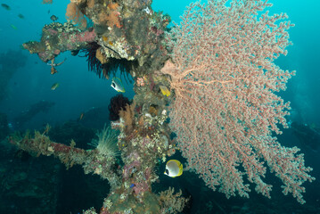Relitto del Liberty, Tulamben, Bali, In primo piano un grande alcionaceo rosa del genere...