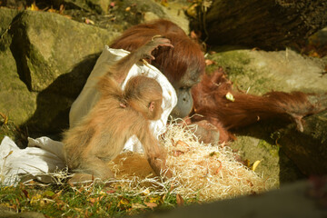 The baby orangutan is playing with its mother in the zoo. Baby animals in the zoo playing. © doda