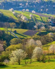 Picturesque spring meadow with blooming cherry tree. Spring paradise with blooming trees. Historic agrarian landscape, Hrinovske lazy, Slovak republic. Travel destination. Seasonal natural scene.  © Ivan