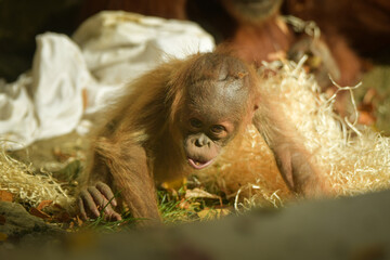The baby orangutan is playing with its mother in the zoo. Baby animals in the zoo playing. © doda