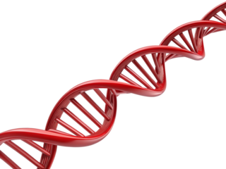 DNA helix, red and white, genetic structure, scientific illustration, 3D rendering isolated on a white background.png