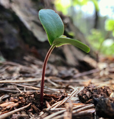 new life in spring