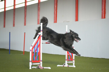 Dog is jumping over the hurdles. Amazing day on czech agility competition.	