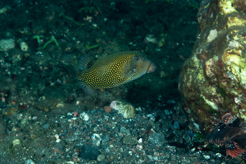 Pesce scatola, Ostracion cubicus, su fondale vulcanico 
