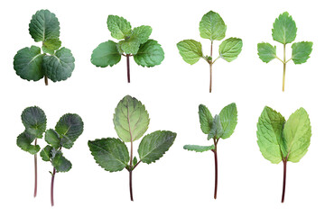 Set of mint leaves isolated on white background
