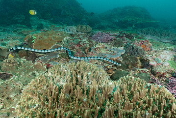 serpente di mare bocca gialla, Laticauda colubrina nel reef
