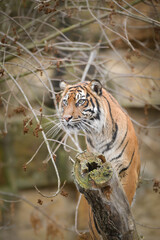 Asian tiger is going in zoo habitat. He is waiting for animal caretaker.