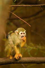 a squirrel monkey perched on a tree branch. Monkeys in their enclosure at the zoo. An animal in captivity.	
