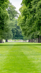 Naklejka premium serene green park with lush grass pathway surrounded by tall trees on sunny day
