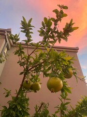Branches of outdoor pomegranate tree with large fruits on it, light building wall on the background and beautiful sunset sky