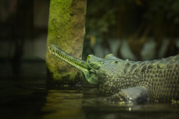 Crocodile in the deep water. He has hungry in his eye.	