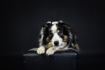 photo of dog in photo studio on black color. Black background in photo studio with dog.	
