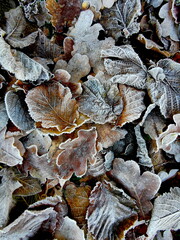 gefrorenes Laub auf dem Boden
