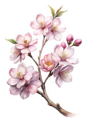 Beautiful cherry blossoms, delicate pink flowers, botanical illustration, nature art, spring theme, floral design.