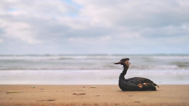 Bird covered in oil sitting on sandy seashore with surf in background, copy space for animal tragedy, environmental tragedy, oil spill
