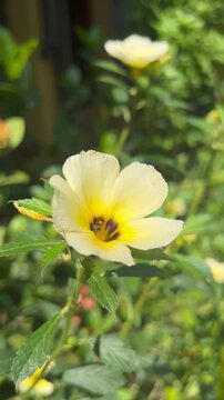Turnera subulata 
Flor do guaruj&aacute;