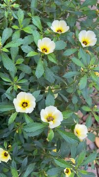 Turnera subulata 
Flor do guaruj&aacute;