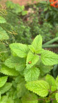 Melissa officinalis with ladybirds