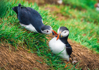 Couple Atlantic Puffin courting on green grass by nest during breeding season in summer at Iceland