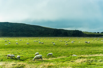 Obraz premium Flock of sheep grazing on lush pasture hill in countryside at New Zealand