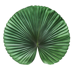 Green leaf isolated on transparent background