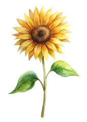Fototapeta premium Bright sunflower illustration, vibrant yellow petals, green leaves, watercolor style, botanical art, nature theme.