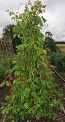 Runner Beans Growing in a Vegetable Garden