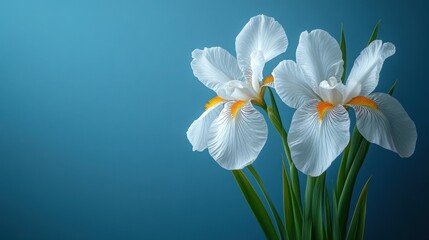 Fototapeta premium Two elegant white irises stand out against a deep blue background. Their delicate petals and vibrant yellow accents create a striking contrast.