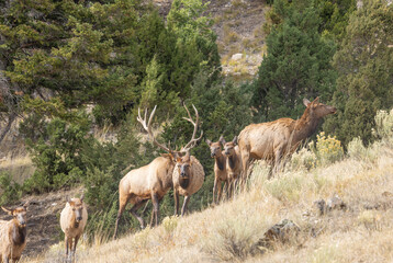 Bull and Cow Elk During the Rut in Yellowstone National Park Wyoming in Autumn