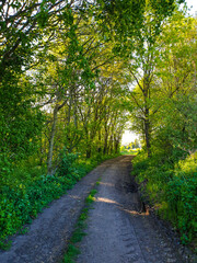 Fototapeta premium Exploring the countryside in Nottinghamshire, UK.
